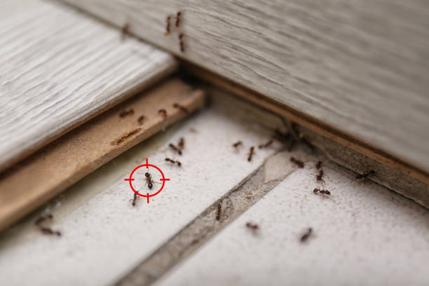Best Emergency Pest Control  in Elgin, OK